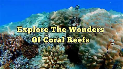 Coral magical wreckers